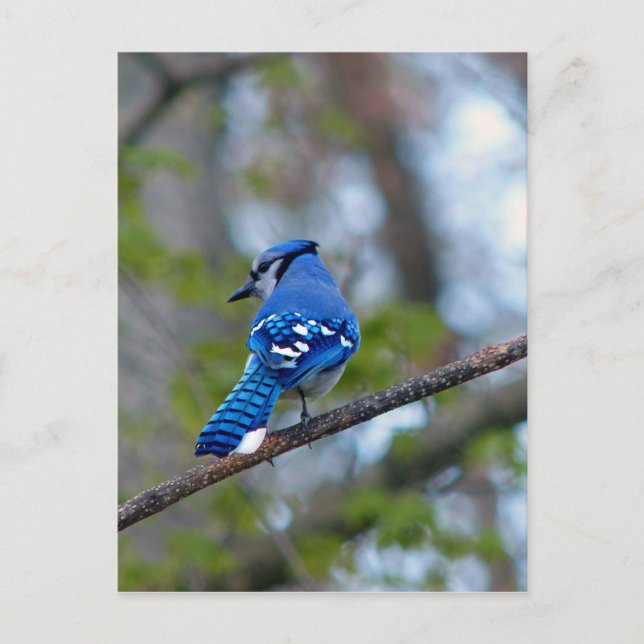 Carte Postale Blue Jay (Devant)