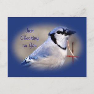 Carte Postale Blue Jay 8979- customisez toute occasion