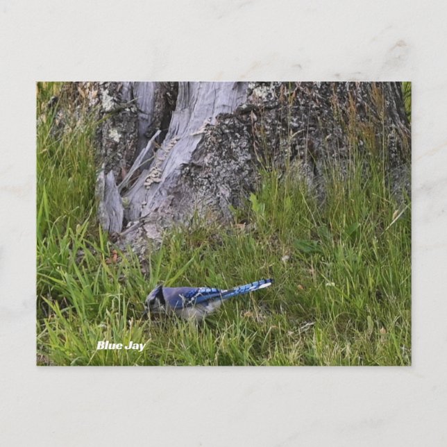 Carte postale Blue Jay Bird (Devant)