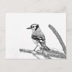 Carte Postale Blue Jay en hiver croquis