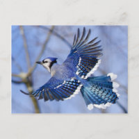 Carte postale Blue Jay en vol