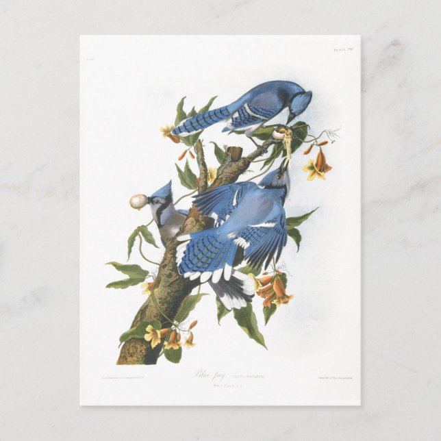 Carte Postale Blue Jay, John James Audubon (Devant)