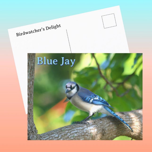 Carte Postale Blue Jay Nature photographique personnalisable (Créateur téléchargé)