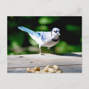 Carte Postale Blue Jay obtient une cacahuète