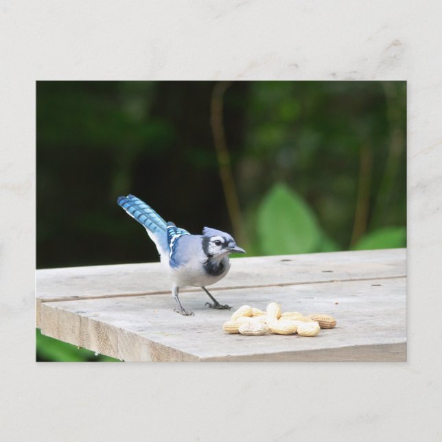 Carte Postale Blue Jay obtient une cacahuète (Devant)
