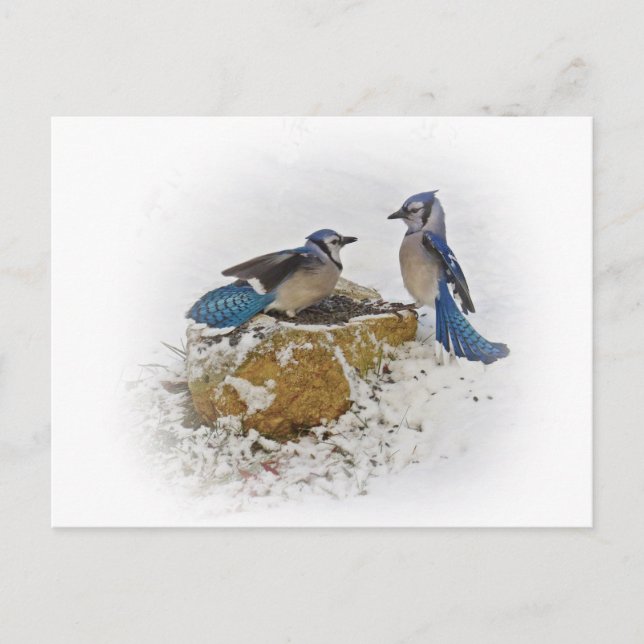 Carte Postale Blue Jays in Winter (Devant)