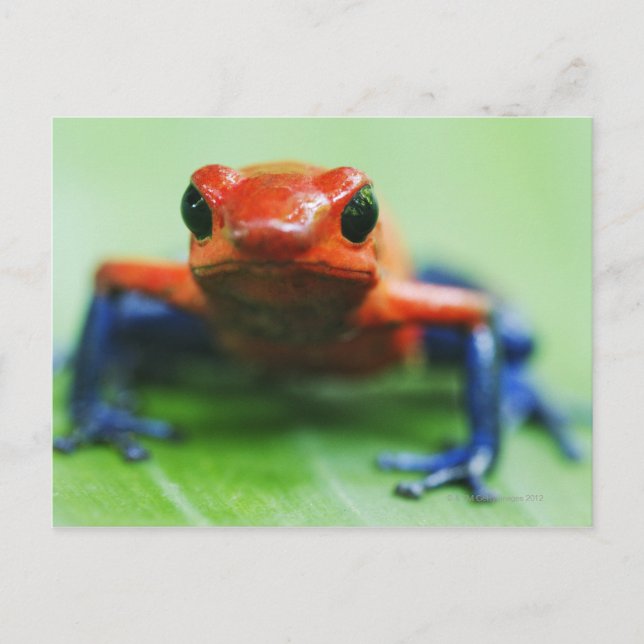 Carte Postale Blue Jean Frog (Devant)