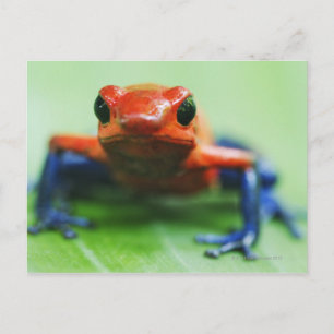 Carte Postale Blue Jean Frog