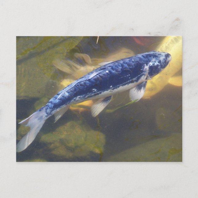 Carte postale Blue koi (Devant)