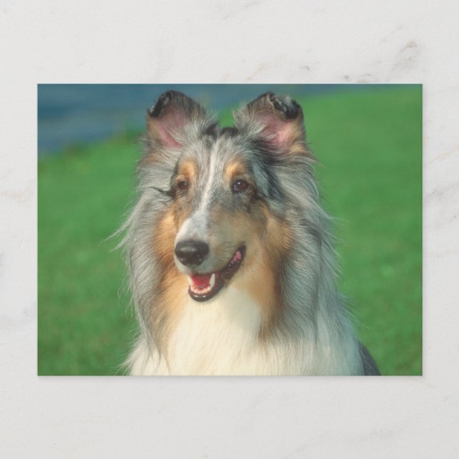 Carte Postale Blue Merle Collie (Devant)
