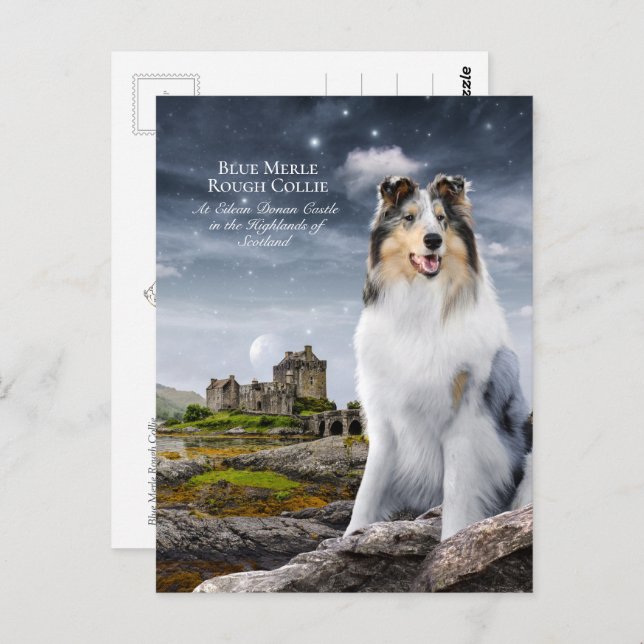 Carte Postale Blue Merle Rough Collie à Eilean Donan Castle - (Devant / Derrière)