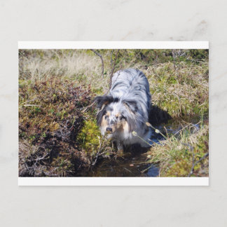 Carte Postale Blue Merle Shetland Sheepdog