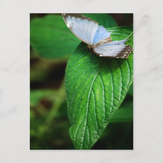 Carte postale Blue Morpho 112