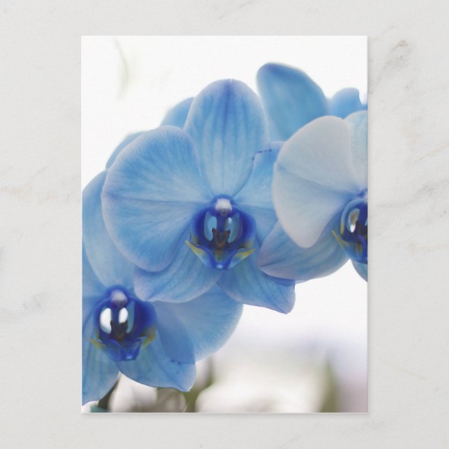 Carte Postale Blue Orchids (Devant)