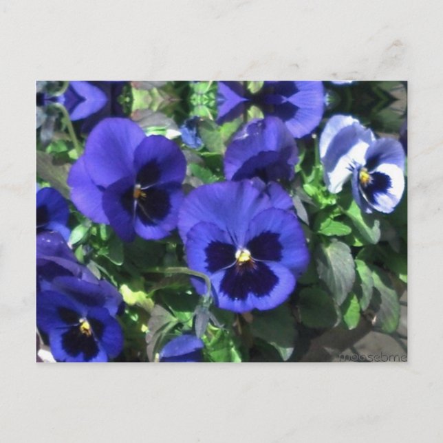 Carte postale Blue Pansies 2013 (Devant)