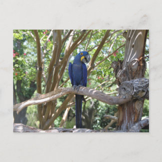 Carte postale Blue Parrot