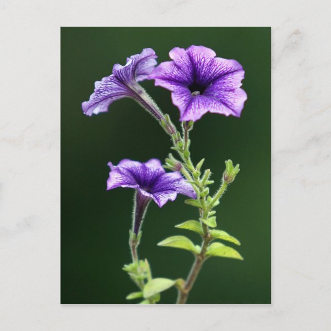 Carte Postale Blue Petunia (Devant)