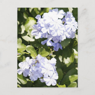 Carte postale Blue Plumbago Flower