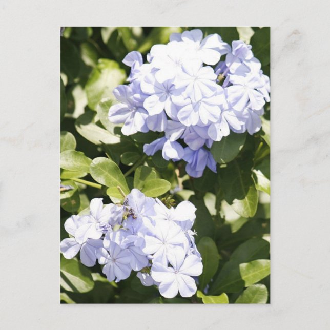 Carte postale Blue Plumbago Flower (Devant)