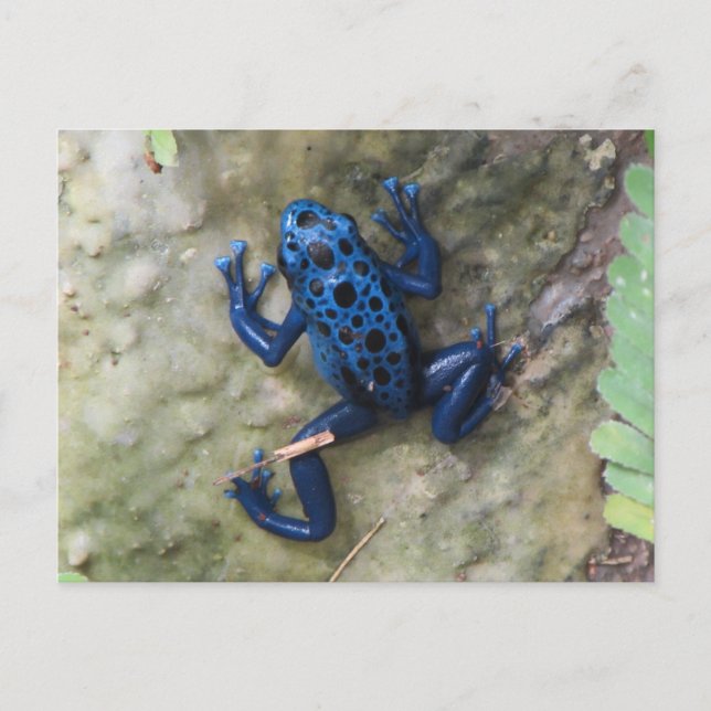 Carte Postale Blue Poison Dart Frog (Devant)