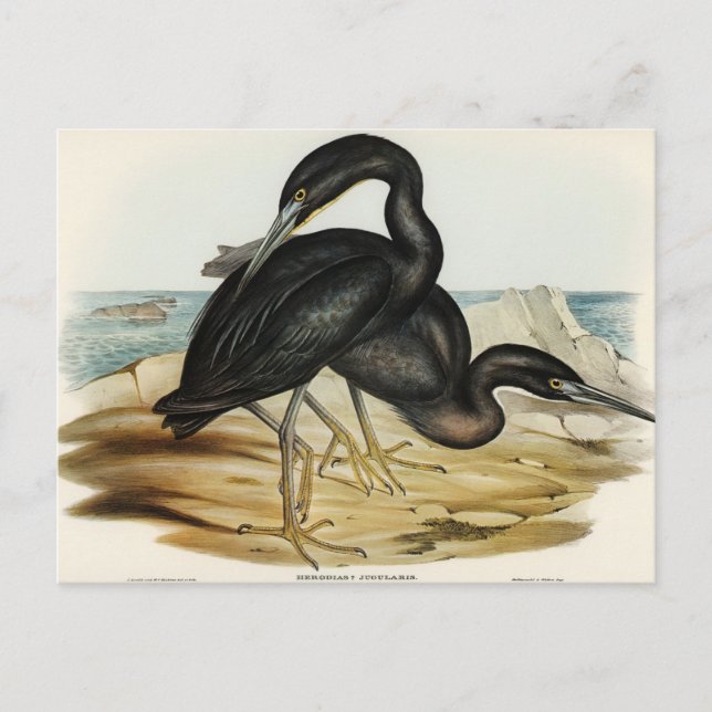 Carte Postale Blue Reef Heron par Elizabeth Gould (Devant)