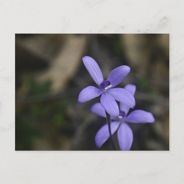 Carte postale Blue Silky Orchid (Devant)