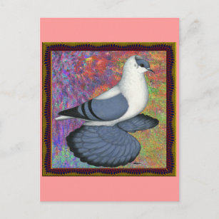 Carte Postale Blue Swallow Pigeon encadré
