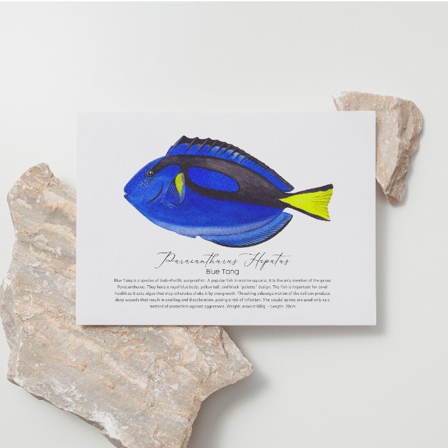 Carte postale Blue Tang Fish (Créateur téléchargé)