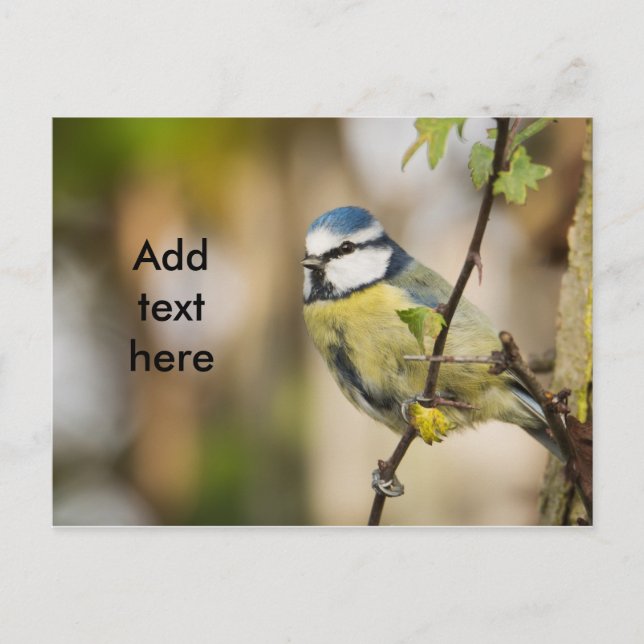 Carte Postale Blue tit. (Devant)