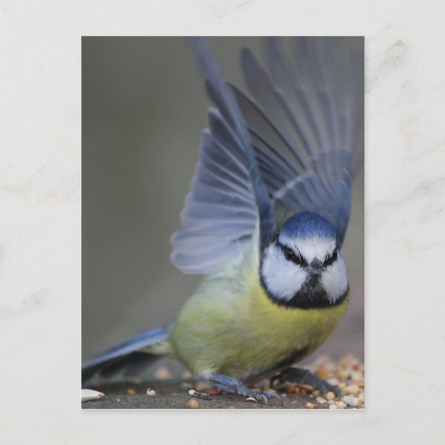 Carte Postale Blue tit bird beautiful wings (Devant)