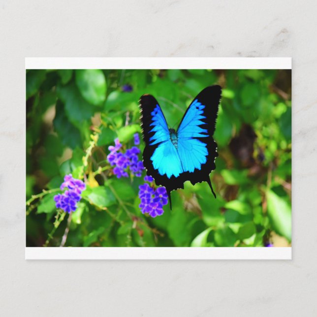 CARTE POSTALE BLUE ULYSSES BUTTERFLY QUEENSLAND AUSTRALIE (Devant)