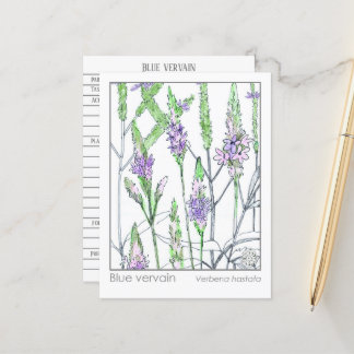 Carte Postale Blue Vervain Materia Medica Herbal Study Card