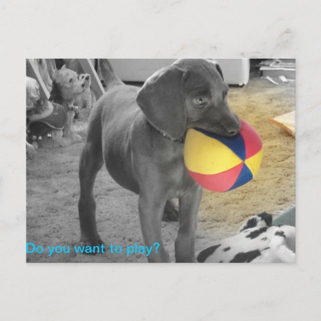 Carte Postale Blue Weimaraner Puppy playing (Devant)