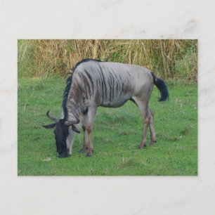 Carte postale Blue Wildebeest #1