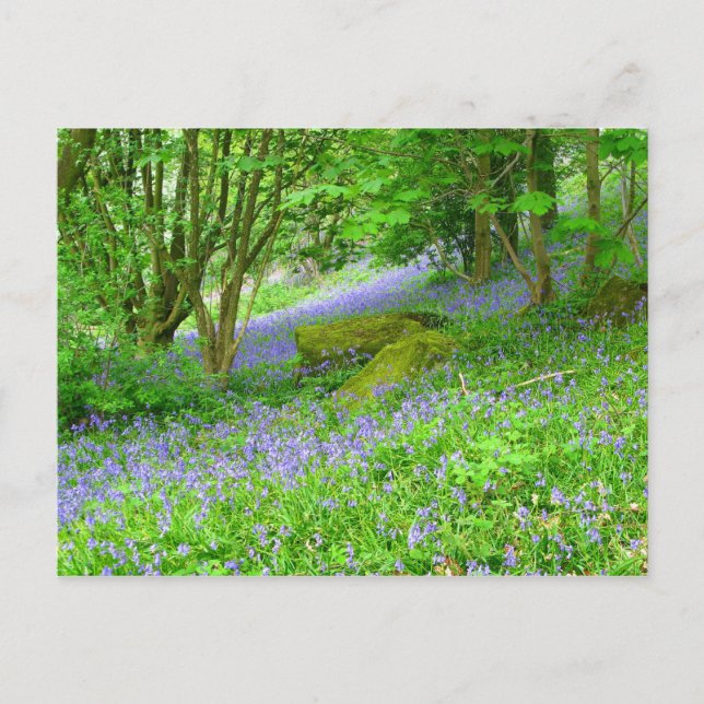 Carte Postale Bluebell Woods (Devant)