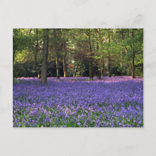 Carte Postale Bluebell Woods, Angleterre