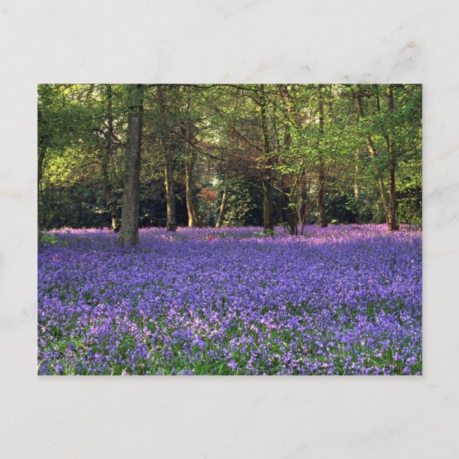 Carte Postale Bluebell Woods, Angleterre (Devant)