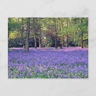 Carte Postale Bluebell Woods, Angleterre fleurs
