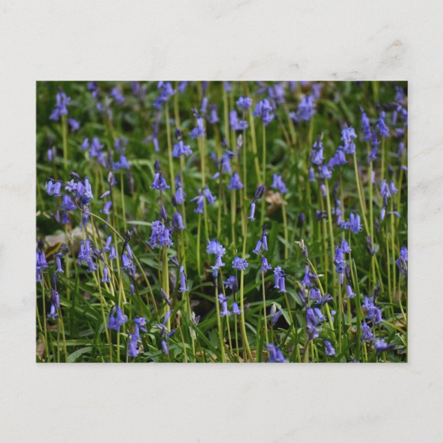 Carte Postale Bluebells (Devant)