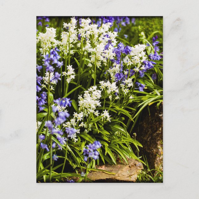 Carte Postale Bluebells (Devant)