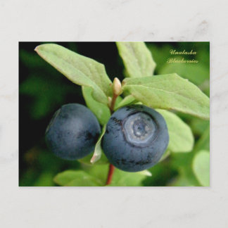 Carte Postale Blueberries, île de l'Unalaska