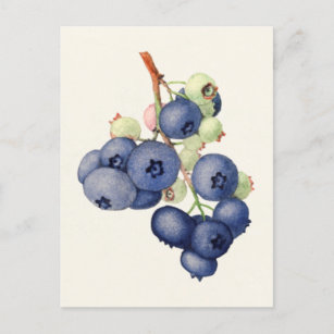 Carte Postale Blueberries (Vaccinium Corymbosum) Peinture aux fr