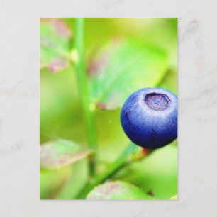 Carte Postale Blueberry