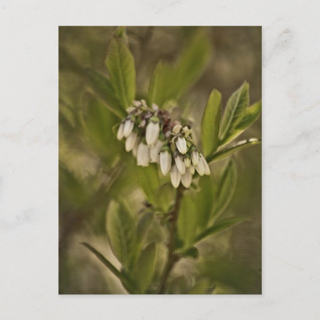 Carte Postale Blueberry 585 (Devant)