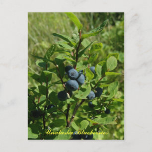 Carte Postale Blueberry Bush, île de l'Unalaska