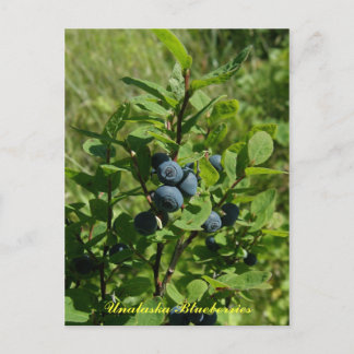 Carte Postale Blueberry Bush, île de l'Unalaska
