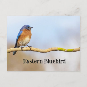 Carte Postale Bluebird
