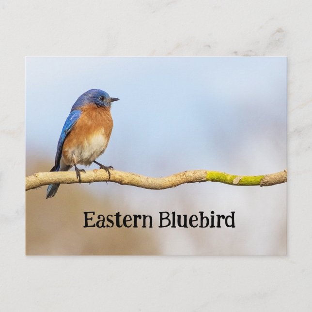 Carte Postale Bluebird (Devant)