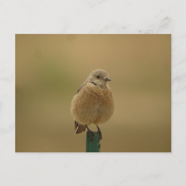 Carte Postale Bluebird (Devant)
