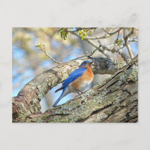 Carte Postale Bluebird